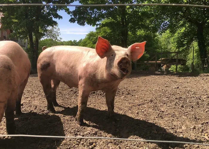 公寓 Ramakers Hof *